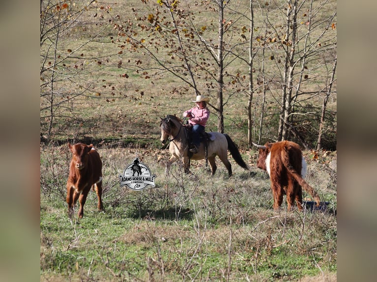 Quarter Pony Ruin 5 Jaar Buckskin in Mount Vernon