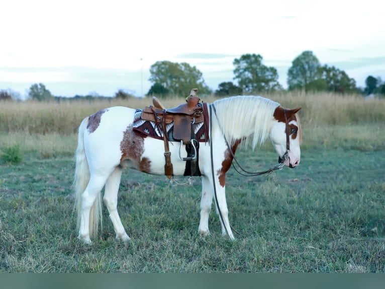 Quarter Pony Ruin 5 Jaar Gevlekt-paard in Purdy