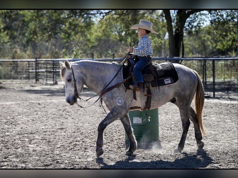 Quarter Pony Ruin 6 Jaar 137 cm Schimmel in Checotah
