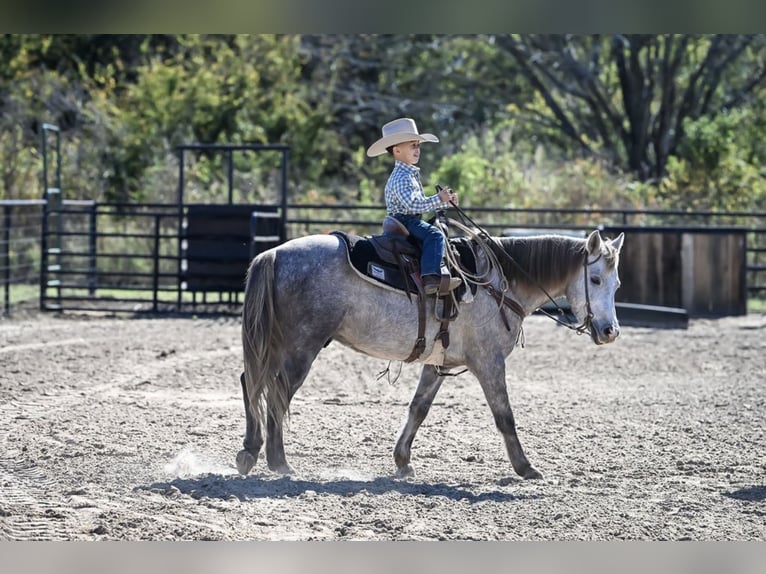Quarter Pony Ruin 6 Jaar 137 cm Schimmel in Checotah