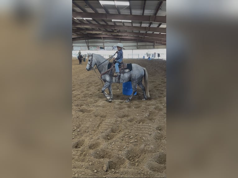 Quarter Pony Ruin 6 Jaar 137 cm Schimmel in Checotah