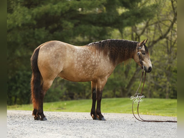Quarter Pony Ruin 6 Jaar 140 cm Buckskin in Millersburg