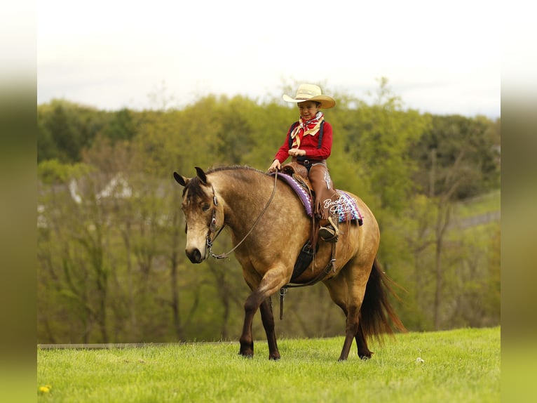 Quarter Pony Ruin 6 Jaar 140 cm Buckskin in Millersburg