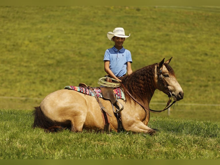 Quarter Pony Ruin 6 Jaar 140 cm Buckskin in Millersburg