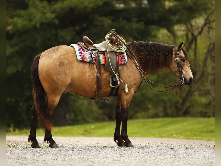 Quarter Pony Ruin 6 Jaar 140 cm Buckskin in Millersburg