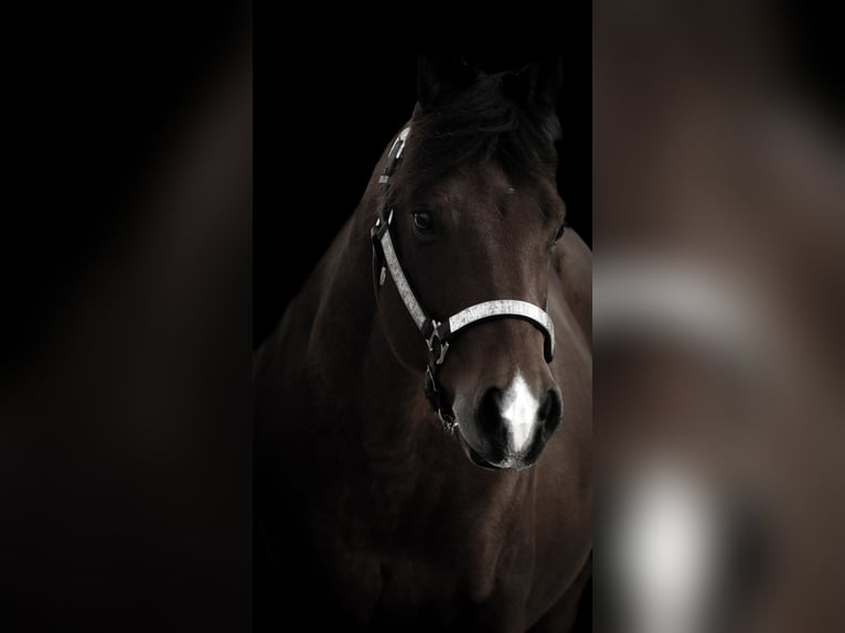 Quarter Pony Ruin 6 Jaar 142 cm Bruin in Nettersheim