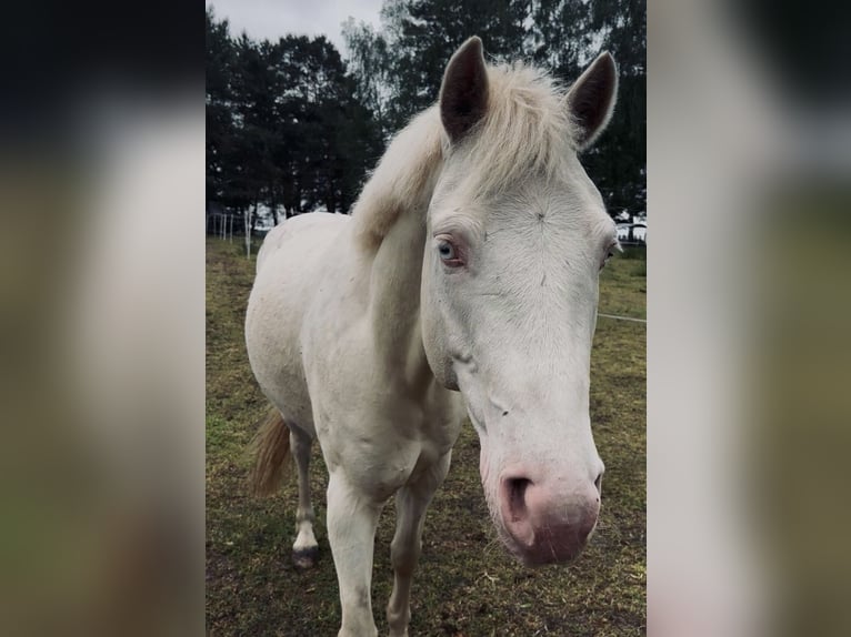 Quarter Pony Ruin 6 Jaar 142 cm Cremello in Schmachtenhagen