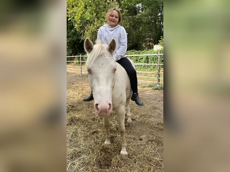 Quarter Pony Ruin 6 Jaar 142 cm Cremello in Schmachtenhagen