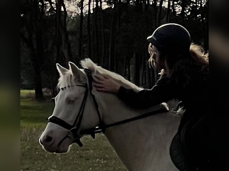Quarter Pony Ruin 6 Jaar 142 cm Cremello in Schmachtenhagen