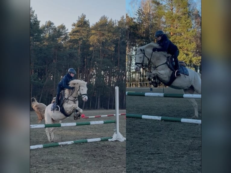 Quarter Pony Ruin 6 Jaar 142 cm Cremello in Schmachtenhagen