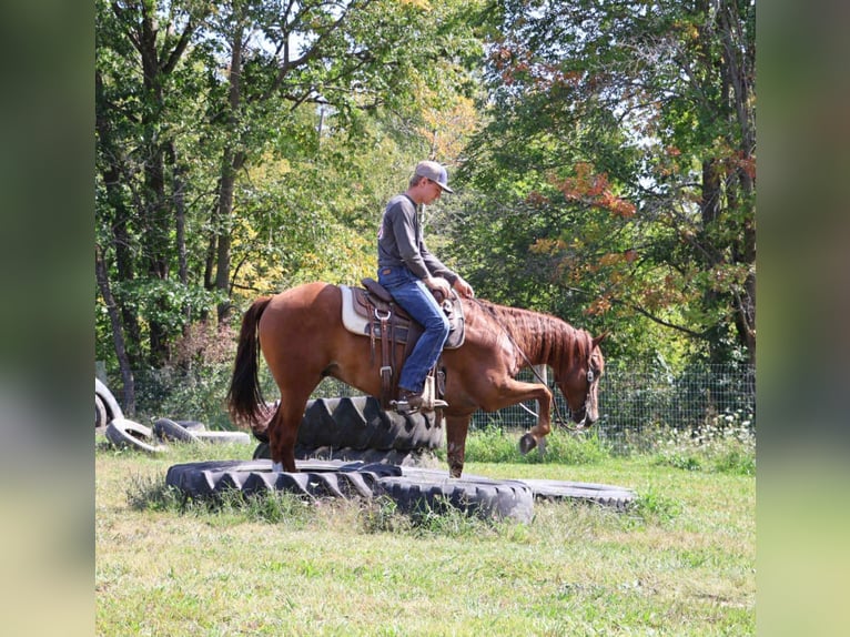 Quarter Pony Ruin 6 Jaar 147 cm Donkere-vos in Howell
