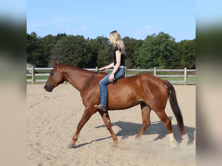 Quarter Pony Ruin 6 Jaar 147 cm Donkere-vos in Howell