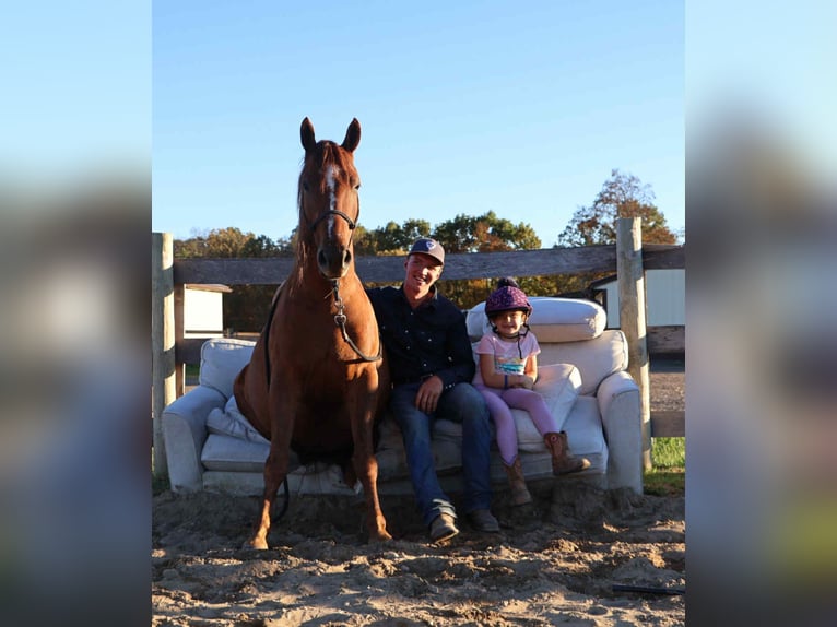 Quarter Pony Ruin 6 Jaar 147 cm Donkere-vos in Howell