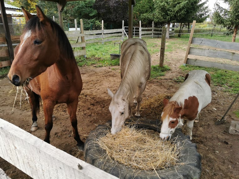Quarter Pony Ruin 6 Jaar 148 cm Bruin in Templin