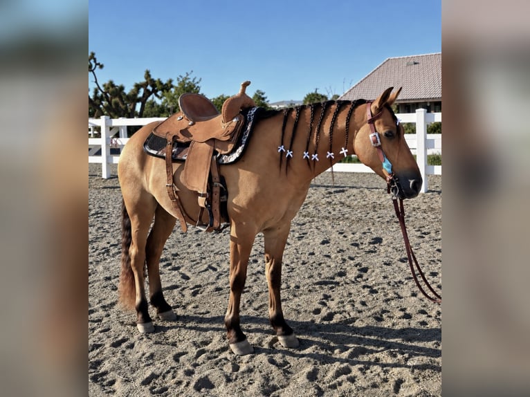 Quarter Pony Ruin 6 Jaar Buckskin in Phelan