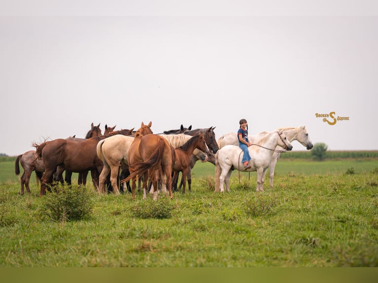 Quarter Pony Mix Ruin 7 Jaar 119 cm Schimmel in Bogard