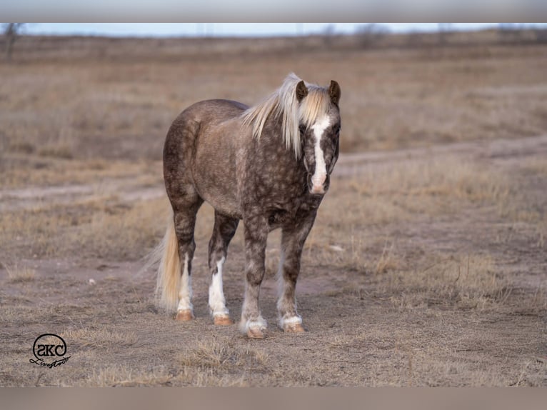 Quarter Pony Ruin 7 Jaar 127 cm Schimmel in Canyon