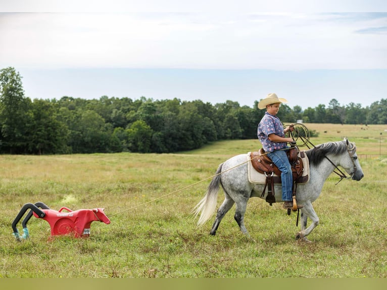 Quarter Pony Ruin 7 Jaar 127 cm Schimmel in Quitman, AR