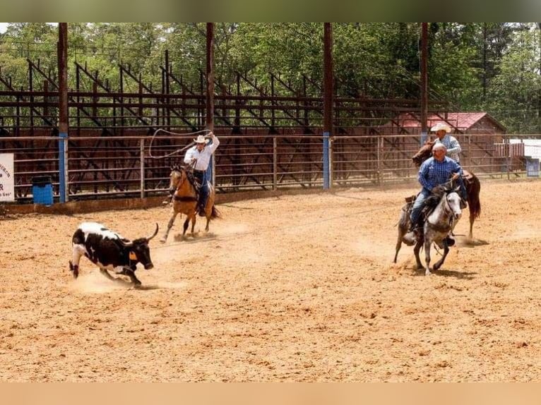 Quarter Pony Ruin 7 Jaar 127 cm Schimmel in Quitman, AR
