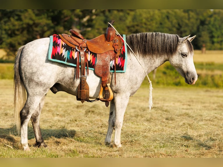 Quarter Pony Ruin 7 Jaar 127 cm Schimmel in Quitman, AR