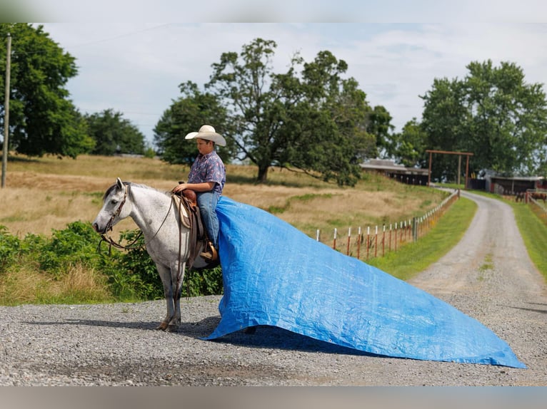 Quarter Pony Ruin 7 Jaar 127 cm Schimmel in Quitman, AR