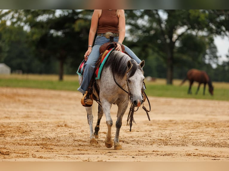 Quarter Pony Ruin 7 Jaar 127 cm Schimmel in Quitman, AR
