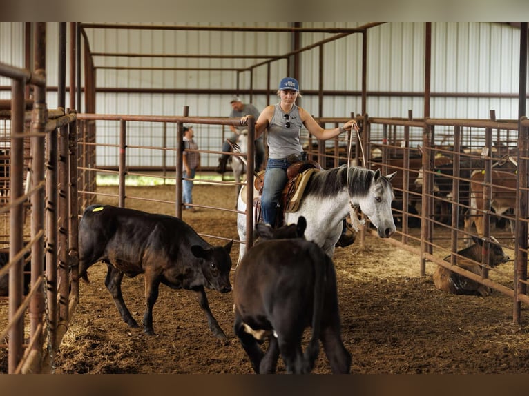 Quarter Pony Ruin 7 Jaar 127 cm Schimmel in Quitman, AR