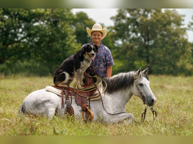 Quarter Pony Ruin 7 Jaar 127 cm Schimmel in Quitman, AR