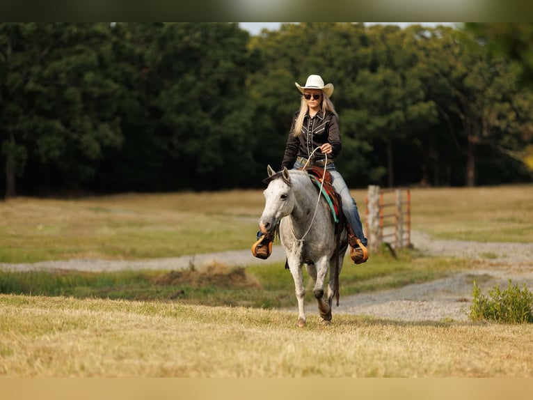 Quarter Pony Ruin 7 Jaar 127 cm Schimmel in Quitman, AR