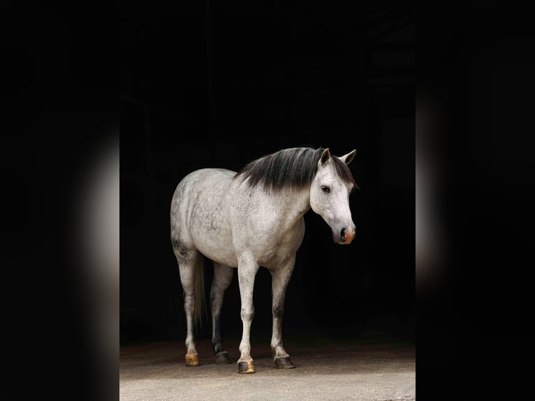 Quarter Pony Ruin 7 Jaar 127 cm Schimmel in Quitman, AR