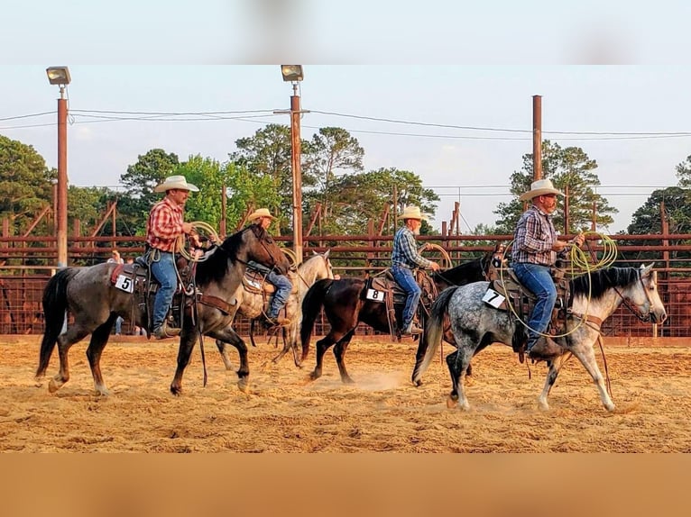 Quarter Pony Ruin 7 Jaar 127 cm Schimmel in Quitman, AR