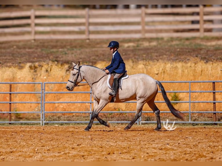 Quarter Pony Ruin 7 Jaar 132 cm Buckskin in Lyles