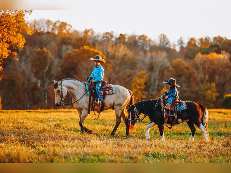 Quarter Pony Ruin 7 Jaar 132 cm Buckskin in Lyles
