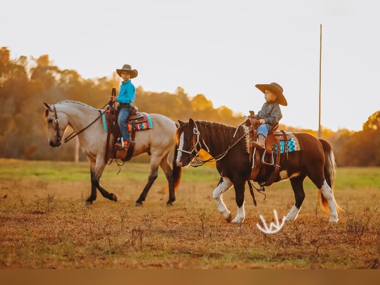 Quarter Pony Ruin 7 Jaar 132 cm Buckskin in Lyles