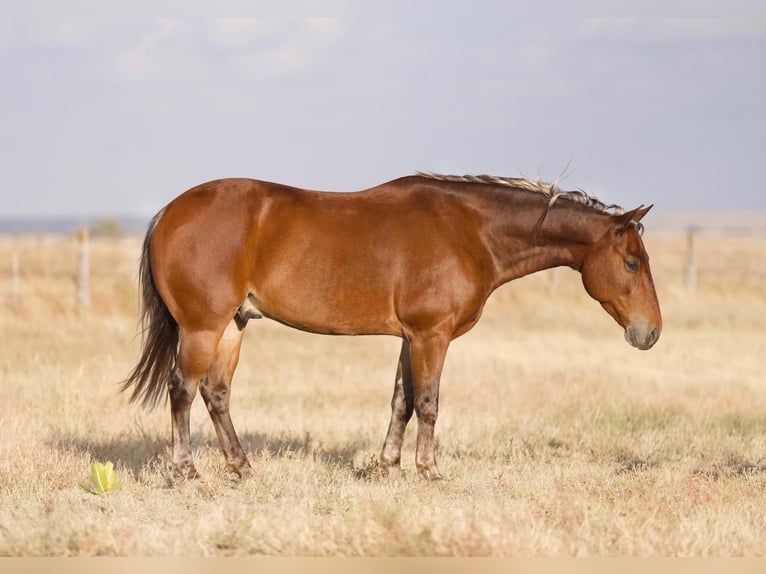 Quarter Pony Ruin 7 Jaar 132 cm Donkere-vos in Canyon, TX