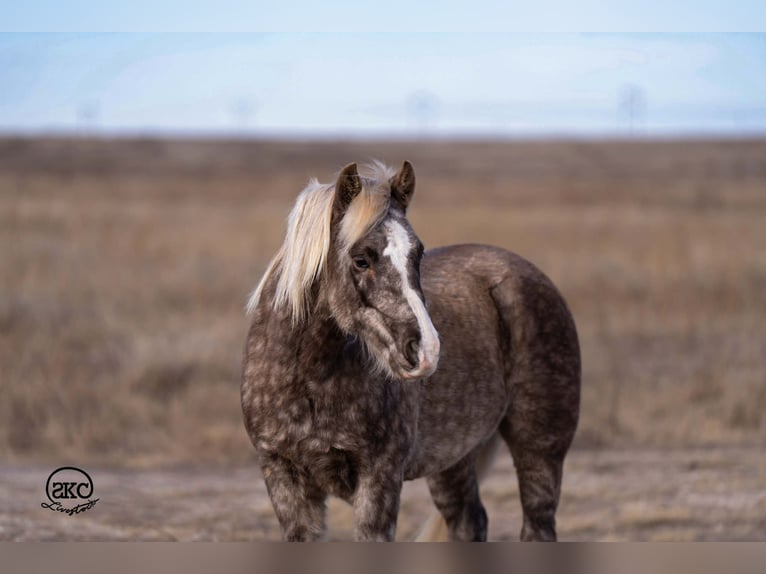 Quarter Pony Ruin 7 Jaar 132 cm Schimmel in Canyon