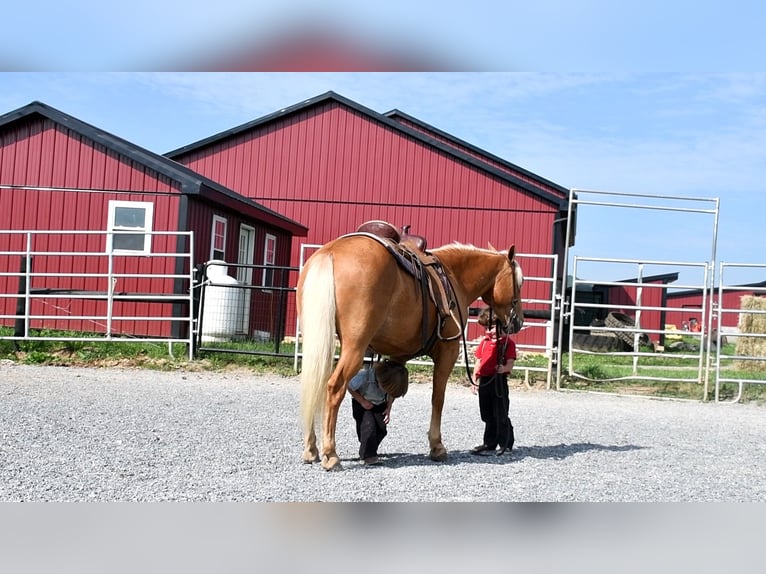 Quarter Pony Ruin 7 Jaar 137 cm Palomino in Rebersburg, PA