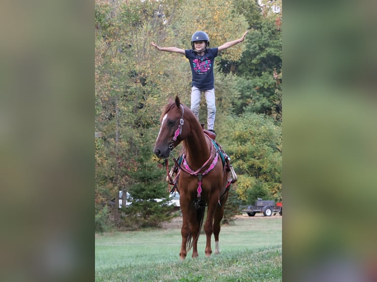 Quarter Pony Ruin 7 Jaar 147 cm Donkere-vos in Howell