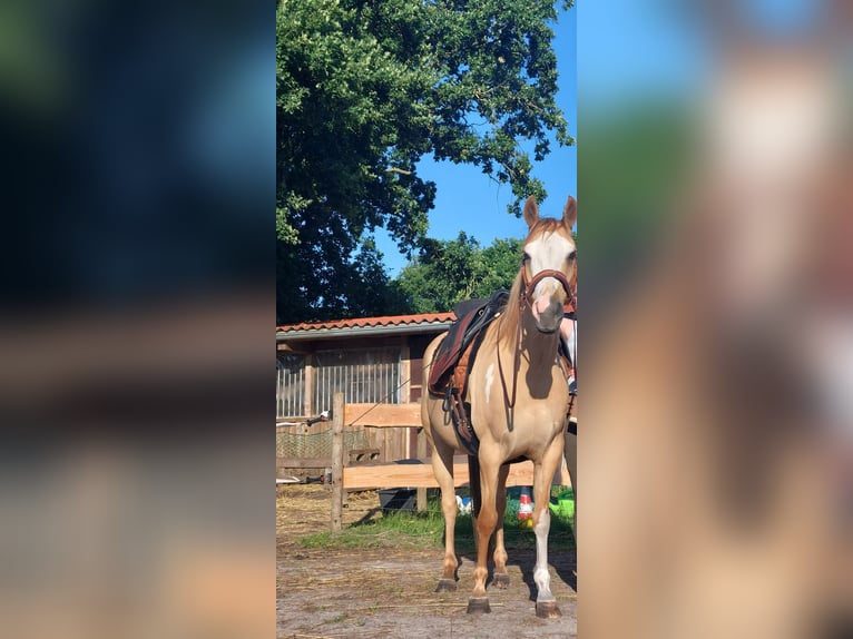 Quarter Pony Mix Ruin 7 Jaar 148 cm Falbe in Westerstede