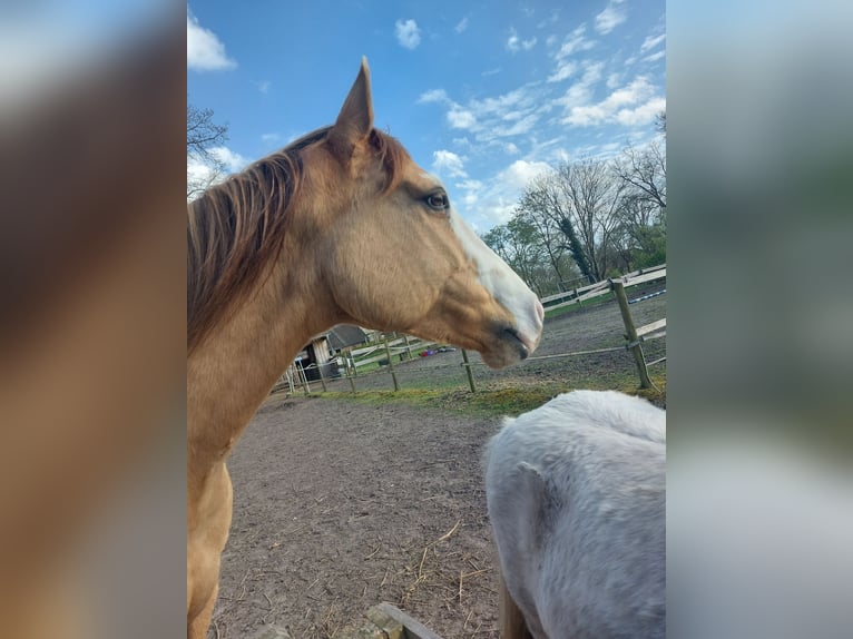 Quarter Pony Mix Ruin 7 Jaar 148 cm Falbe in Westerstede