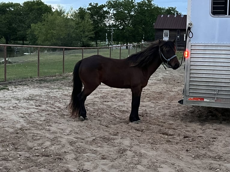 Quarter Pony Ruin 7 Jaar Roodbruin in Whitewright