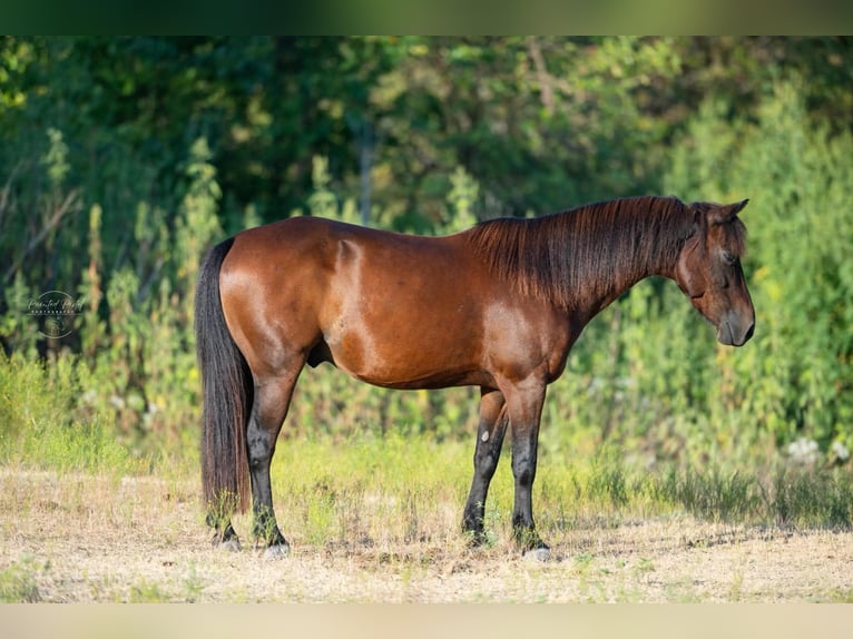 Quarter Pony Ruin 7 Jaar Roodbruin in Whitewright