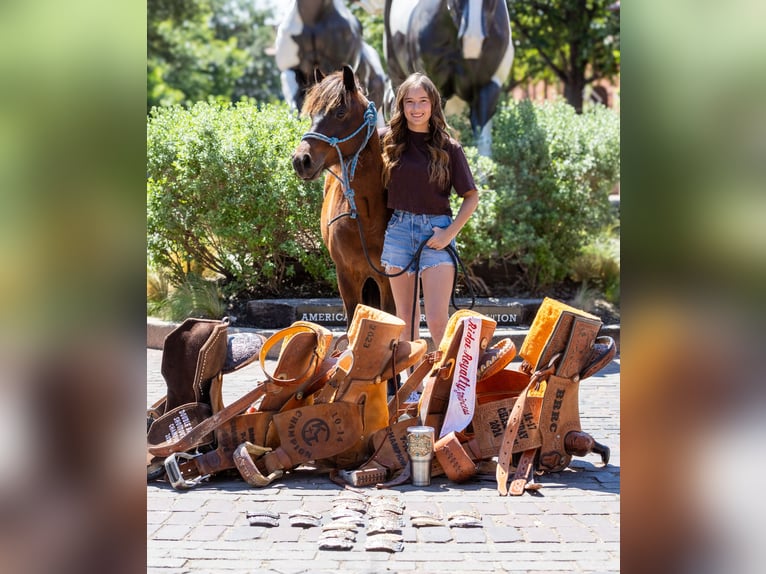 Quarter Pony Ruin 7 Jaar Roodbruin in Whitewright