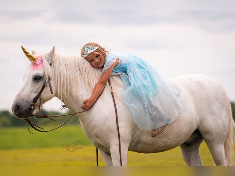 Quarter Pony Mix Ruin 8 Jaar 119 cm Schimmel in Bogard