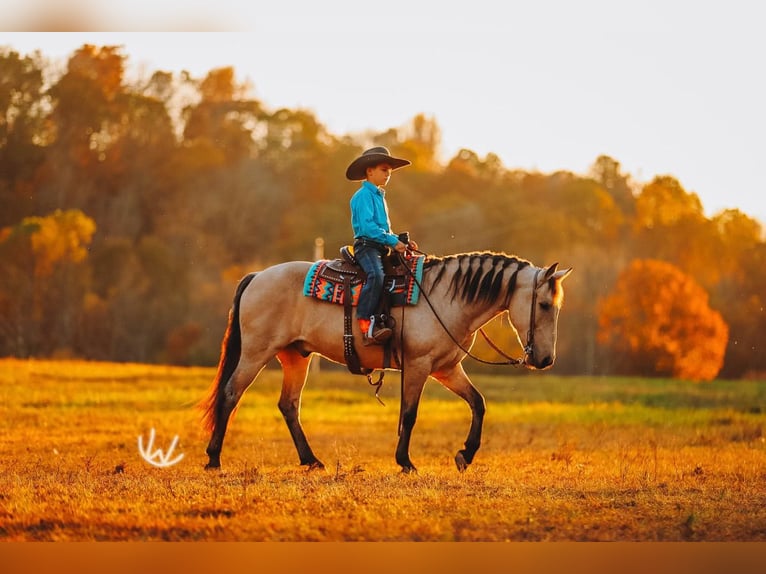Quarter Pony Ruin 8 Jaar 132 cm Buckskin in Lyles