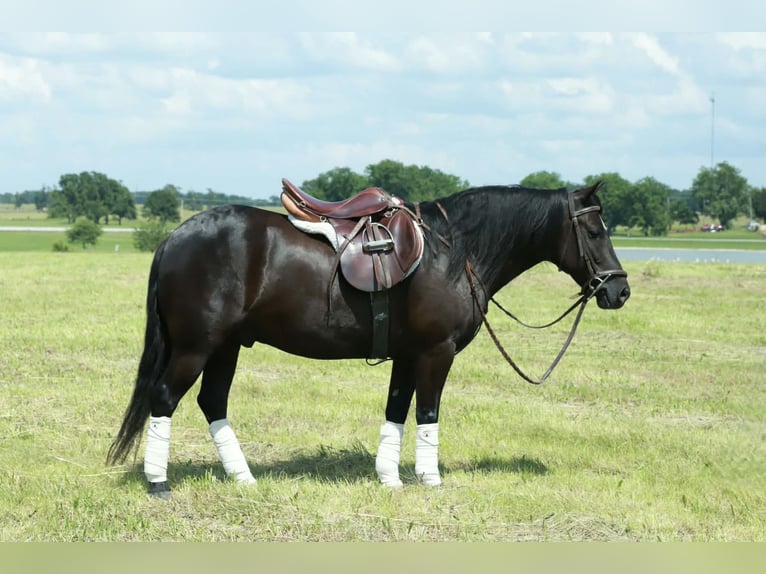 Quarter Pony Ruin 8 Jaar 132 cm Zwart in Mount Vernon