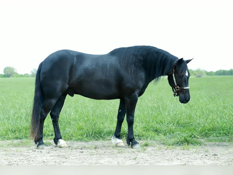 Quarter Pony Ruin 8 Jaar 132 cm Zwart in Mount Vernon