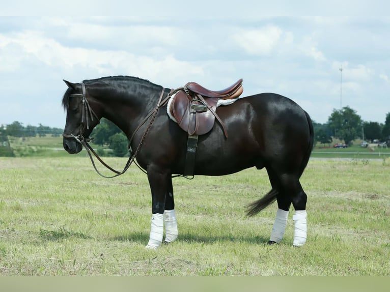 Quarter Pony Ruin 8 Jaar 132 cm Zwart in Mount Vernon