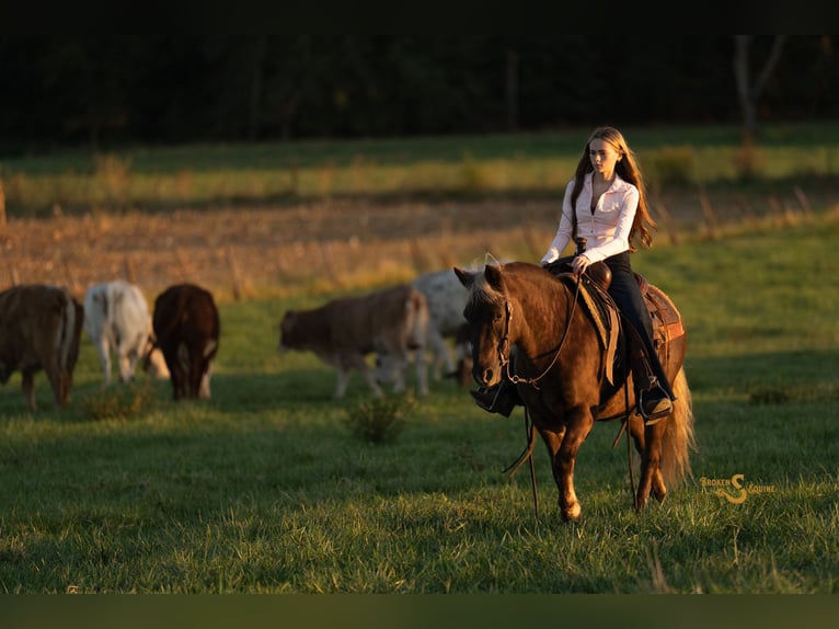 Quarter Pony Ruin 8 Jaar 137 cm Palomino in Bogard