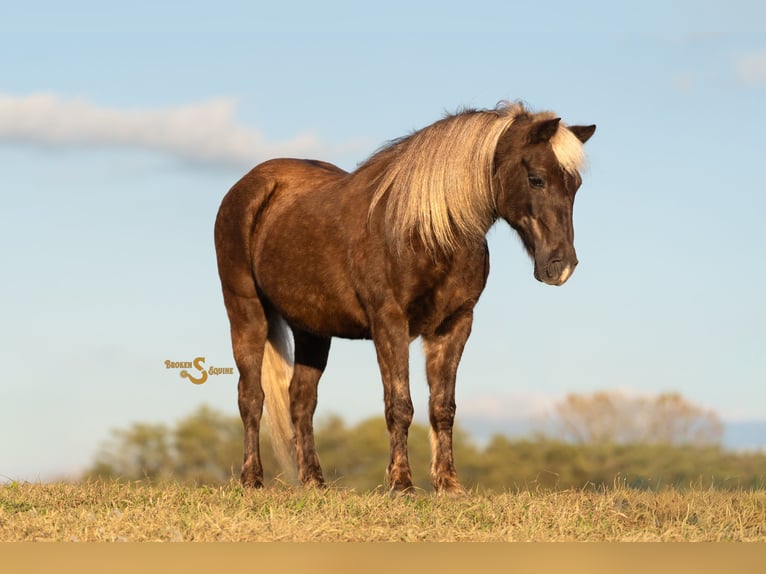 Quarter Pony Ruin 8 Jaar 137 cm Palomino in Bogard